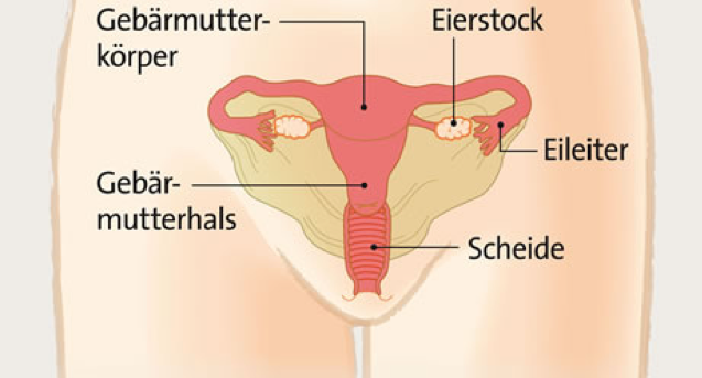 Gebärmutter einer Frau