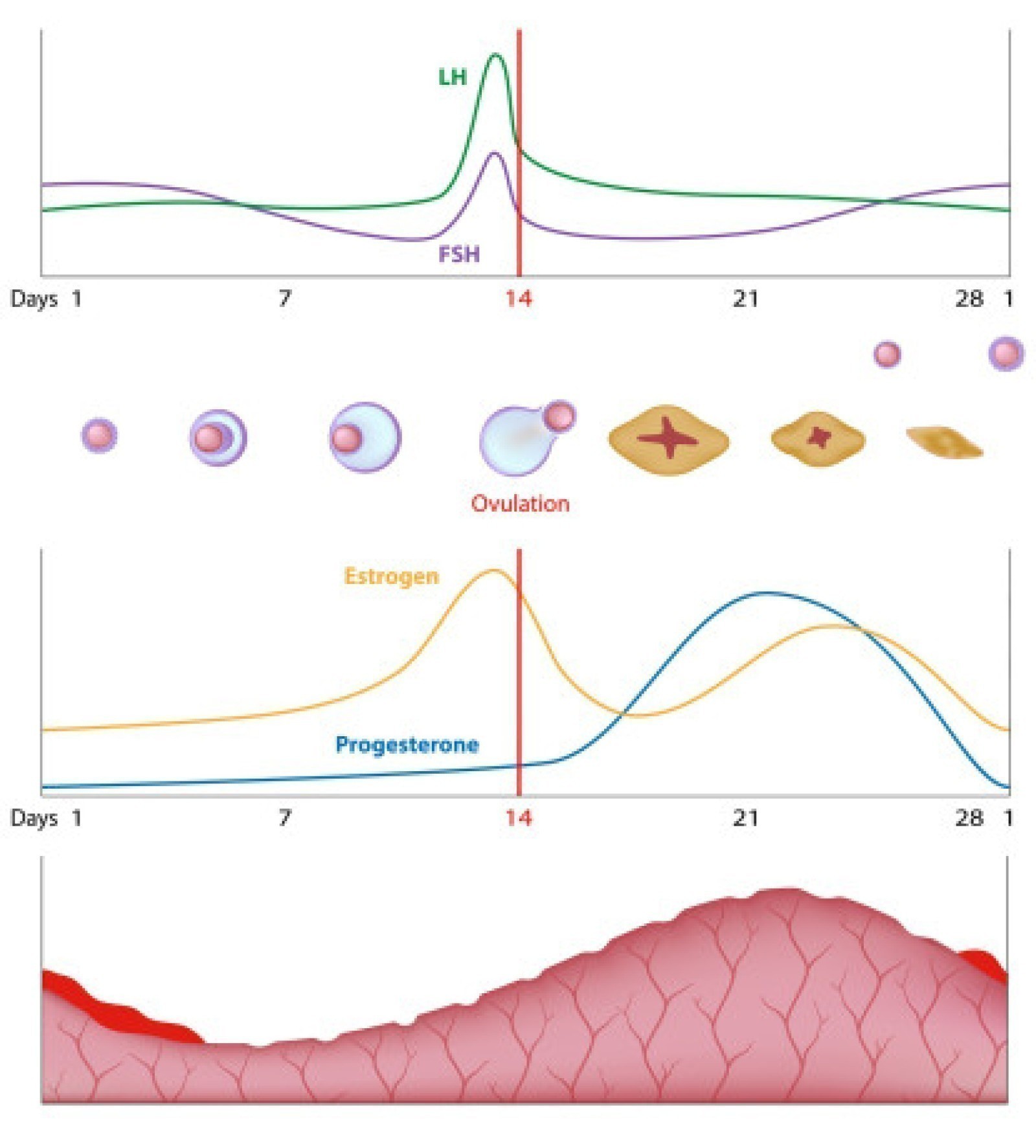 gynaekologie-vorsorgeuntersuchungen-415x460